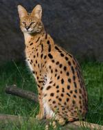 Picture of lynx